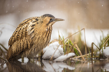 Euroasian bittern in the winter