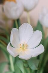 White tulips blossoming with green leaves