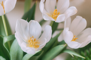 White tulips blossoming with green leaves