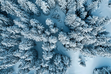 Aerial view of frozen fir trees in forest at winter time.