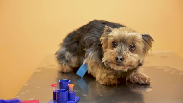 Afraid dog, trembling in veterinary examination table. High quality 4k footage
