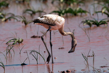 Flamingo after good rain looking for food early morning