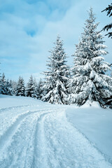 The pine trees and forest at winter time.
