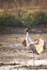 The Sarus Crane is a large nonmigratory crane found in parts of the Indian subcontinent, Southeast Asia, and Australia.