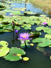 Purple water lilies with green leaves on water surface of the pond on blurred background