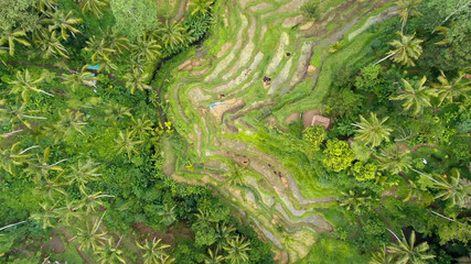 Rice Terraces, Bali Indonesia