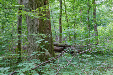 Old monumental oak tree in forest