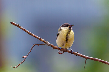 Great tit small yellow bird on a branch tree