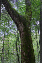 Fototapeta na wymiar Old Linden tree moss covered in summer