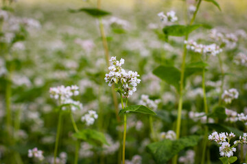 Fototapeta na wymiar Buckwheat (also know Fagopyrum Mill) field covered with snow-white bloom