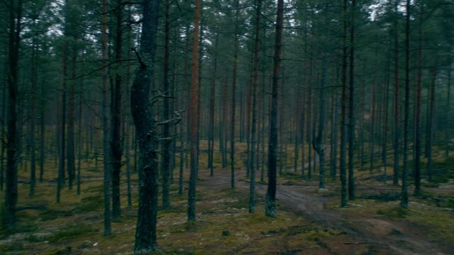 Autumn pine forest. Filmed with BlackMagic 4k RAW #13