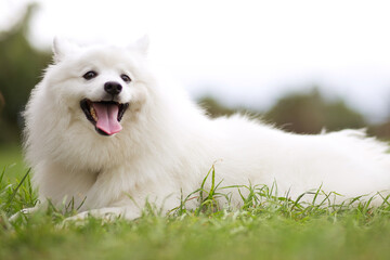 White fluffy Samoyed dog outdoor in park