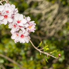 Almond Flowers