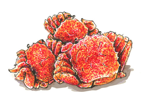 1 6 件の最適な 毛ガニ 画像 ストック写真 ベクター Adobe Stock