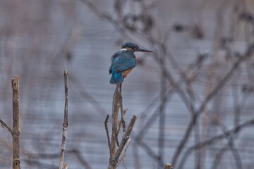 Kingfisher at its best view, Karnataka, India
