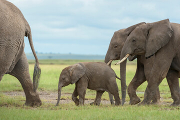 African elephant (Loxodonta africana) baby, walking behind mother in herd, Amboseli national park, Kenya.