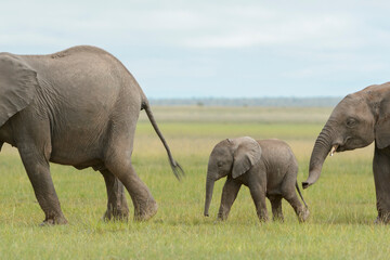African elephant (Loxodonta africana) baby, walking behind mother on savanna, Amboseli national park, Kenya.