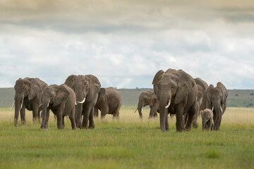 African elephant (Loxodonta africana) herd walking together with baby on savanna, Amboseli national park, Kenya.