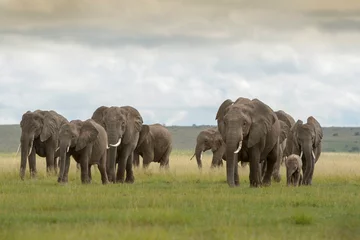  African elephant (Loxodonta africana) herd walking together with baby on savanna, Amboseli national park, Kenya. © andreanita