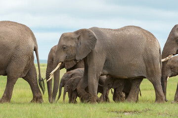 African elephant (Loxodonta africana) herd walking together with several baby on savanna, Amboseli national park, Kenya.