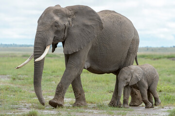 African elephant (Loxodonta africana) mother with baby, walking on savanna, Amboseli national park, Kenya.