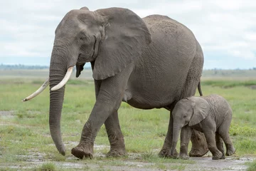 Fotobehang Olifant African elephant (Loxodonta africana) mother with baby, walking on savanna, Amboseli national park, Kenya.  © andreanita