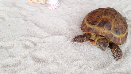 the land turtle crawls on the white sand.