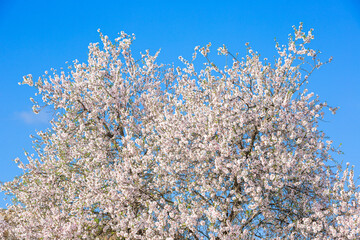 Almond Flowers