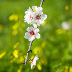 Almond Flowers