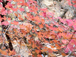 a tree next to the Virgin River, start of the trail to Angels Landing, in the Zion National Park in Utah in the month of November, USA