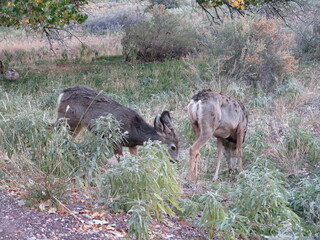 deer in the Zion National Park in Utah in the month of November, USA