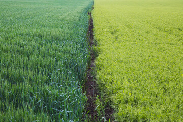 border between field with barley and peas 