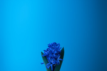 Hyazinthe Hyacinth in blau Hintergrund blau Platz für Text
