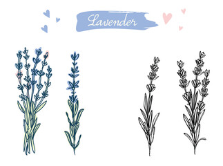 Hand drawn flowers of lavender, lavanda, floral art