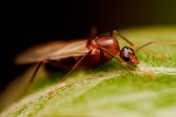 Red flying ant 02