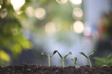 growing green plants lining horizontally