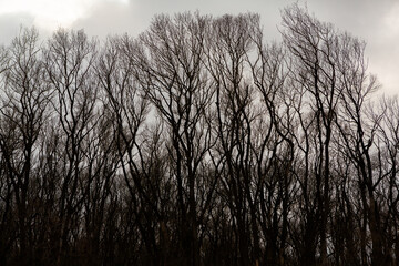 Obraz premium Pattern of dried tree braches texture against white empty sky. Silhouette of brach of tree.