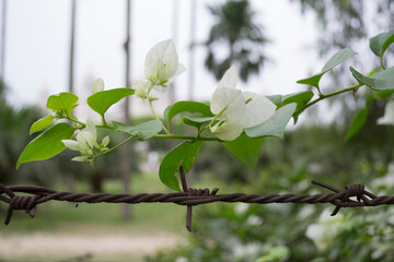 Barbed Wire Fence in Focus | Nature Out of Focus