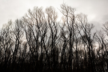 Pattern of dried tree braches texture against white empty sky. Silhouette of brach of tree.