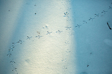 bird footprints in snow