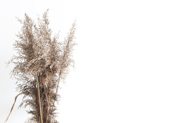 Fototapeta na wymiar bundle of reed on white background
