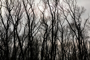 Pattern of dried tree braches texture against white empty sky. Silhouette of brach of tree.