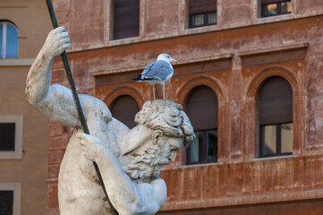 Closeup of a seagull on the Statue of the Fountain of Neptune, Rome, Italy