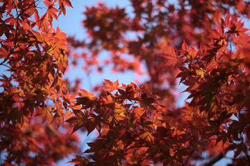 A red-colored maple leaf frame seen from inside the autumn forest 