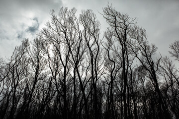 Pattern of dried tree braches texture against white empty sky. Silhouette of brach of tree.