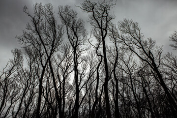 Obraz na płótnie Canvas Pattern of dried tree braches texture against white empty sky. Silhouette of brach of tree.