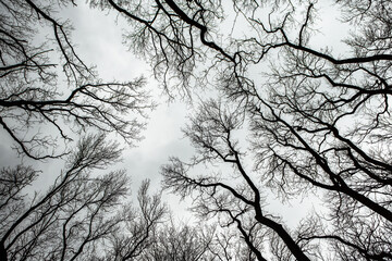 Pattern of dried tree braches texture against white empty sky. Silhouette of brach of tree.