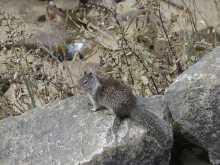 a squirrel next to the Vernal Falls Trail in the Yosemite National Park in California in the month of November, USA