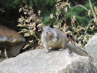a squirrel next to the Vernal Falls Trail in the Yosemite National Park in California in the month of November, USA