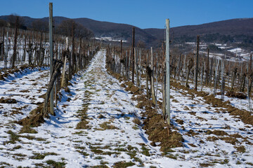 Vineyard with snow in winter 